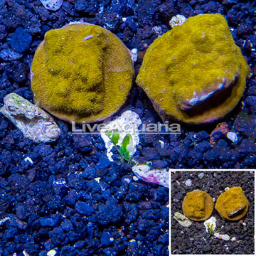 LiveAquaria® Two Pack Cultured Orange Psammacora Coral