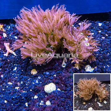 LiveAquaria® Two Pack Cultured Anthelia Coral