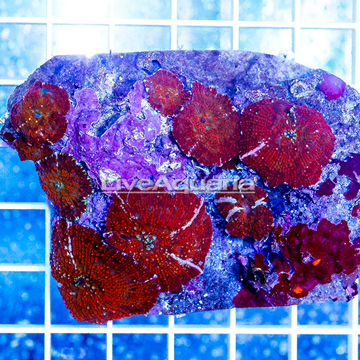 Actinodiscus Mushrooms Indonesia