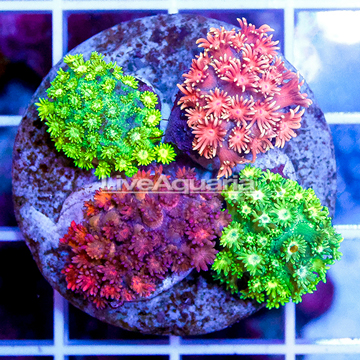 Combo Goniopora Coral Indonesia