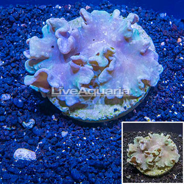 Green Cabbage Leather Coral Indonesia