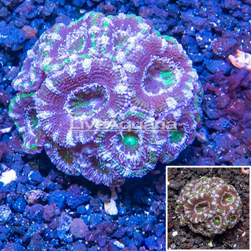 LiveAquaria® Cultured Acan Lord Coral