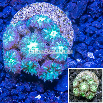 LiveAquaria® Cultured Blastomussa Coral