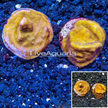LiveAquaria® Two Pack Cultured Leptoseris Coral