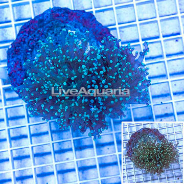 Frogspawn Coral Indonesia