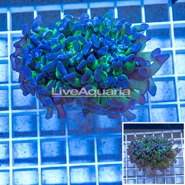 LiveAquaria® Cultured Ultra Hammer Coral