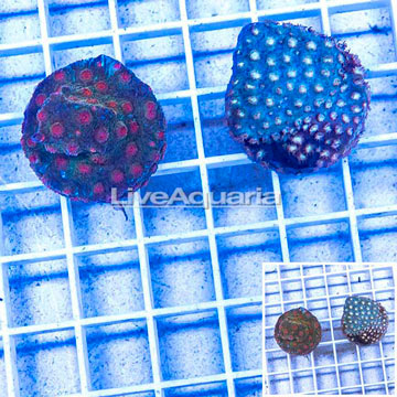 LiveAquaria® Two Pack Cultured Cyphastrea Frag