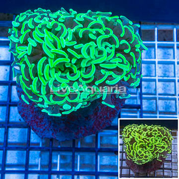 Hammer Coral Indonesia