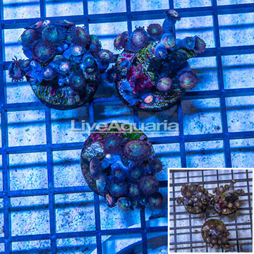 LiveAquaria® Three Pack Cultured Zoanthus Coral