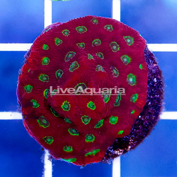 USA Cultured Red and Green War Coral
