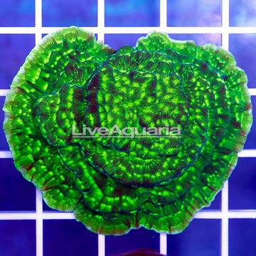 USA Cultured Hulk Leptoseris Coral