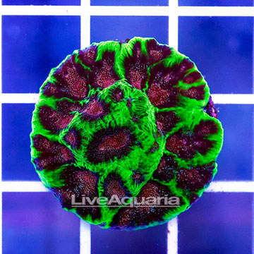 USA Cultured Silent Night Favites Coral