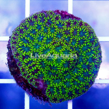 USA Cultured Super Sonic Galaxea Coral