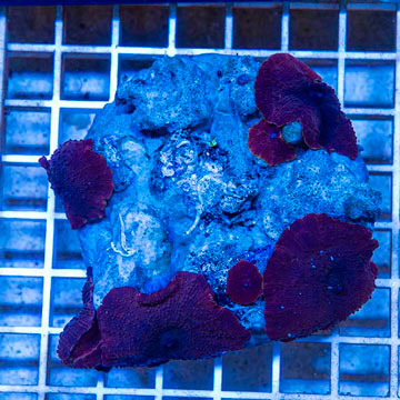 Mushroom Coral Indonesia