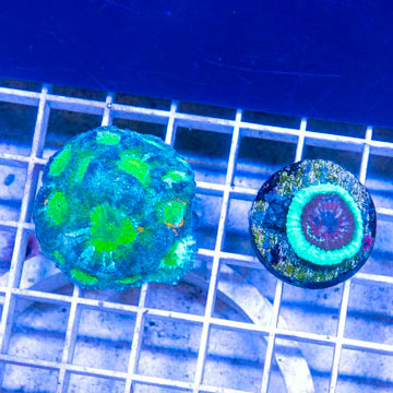 LiveAquaria® Two Pack Cultured Acan and Goniastrea Coral