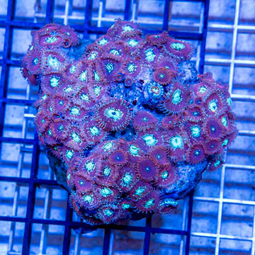 Zoanthus Coral Indonesia