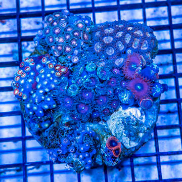 Zoanthus Coral Indonesia