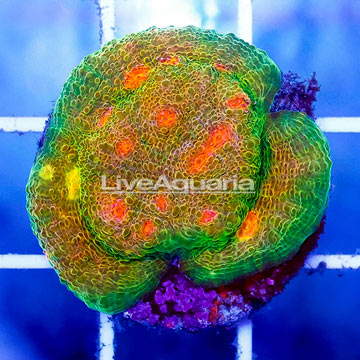 USA Cultured Ultra Chalice Coral