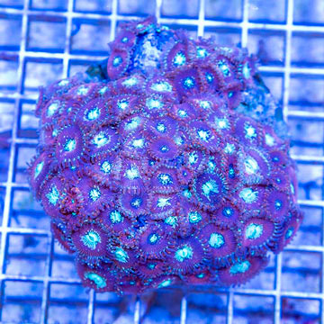 Zoanthus Coral Indonesia