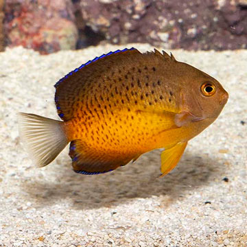 Rusty Angel [Blemish]