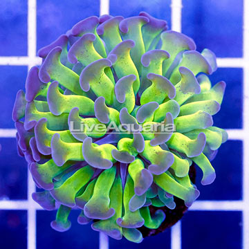 USA Cultured Ultra Hammer Coral