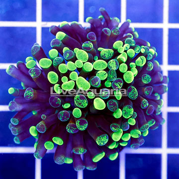 USA Cultured Ultra Hammer Coral