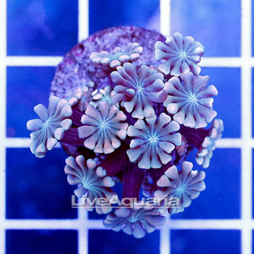 USA Cultured Alveopora Coral