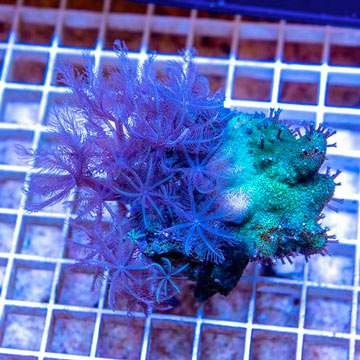 Toadstool and Anthelia Waving Hand Coral Combo Rock Vietnam