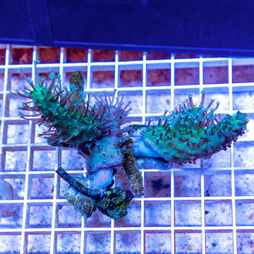 Three Pack Devil's Hand Leather Coral Vietnam