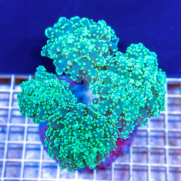 Frogspawn Coral Indonesia