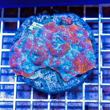 Ultra Chalice Coral Indonesia