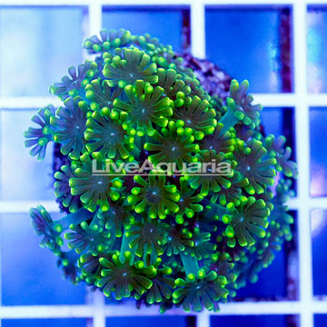 USA Cultured Alveopora Coral