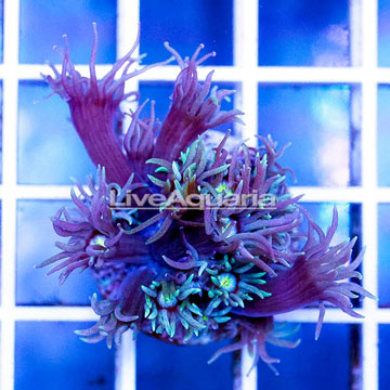 USA Cultured Goniopora Coral