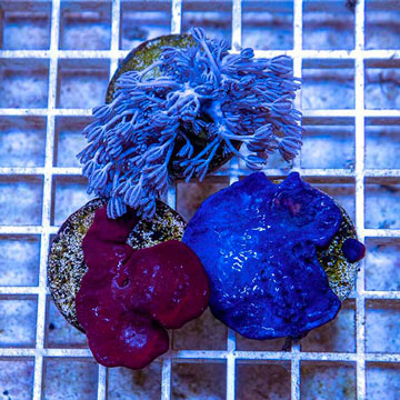LiveAquaria® Three Pack Cultured Pom Pom Xenia and Photosynthetic Plating Sponges
