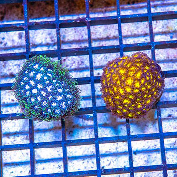 LiveAquaria® Two Pack Cultured Leptastrea Coral