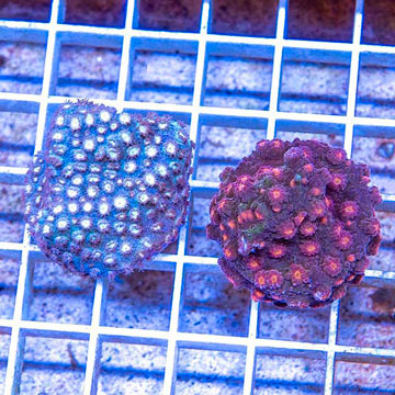 LiveAquaria® Two Pack Cultured Cyphastrea Coral