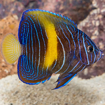 Maculosus Angelfish