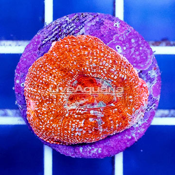 USA Cultured Acan Bowerbanki Coral