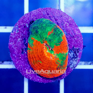 USA Cultured Bleeding Apple Acan Bowerbanki Coral