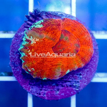 USA Cultured Acan Bowerbanki Coral