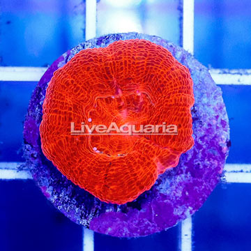 USA Cultured Bowerbanki Coral