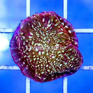 USA Cultured Ultra Chalice Coral