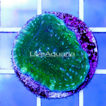 USA Cultured Ultra Chalice Coral