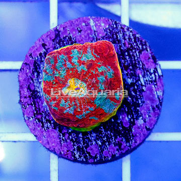 USA Cultured Ultra Chalice Coral