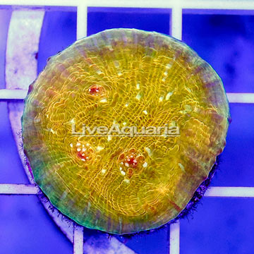 USA Cultured Ultra Chalice Coral