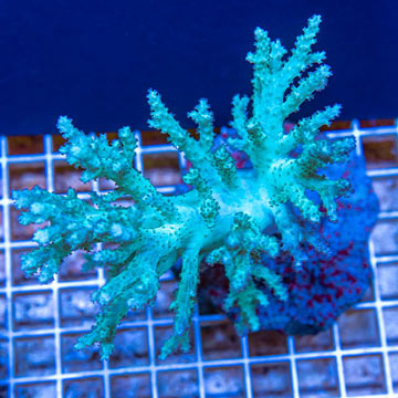 Sinularia Leather Coral Indonesia