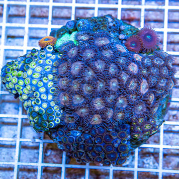 Zoanthus Coral Indonesia