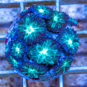 LiveAquaria® Cultured Blastomussa Merletti Coral