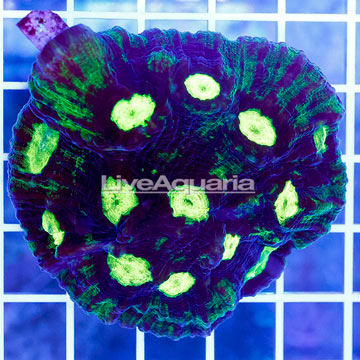 Chalice Coral Indonesia