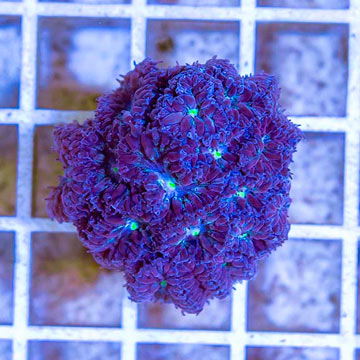 LiveAquaria® Cultured Blastomussa Coral